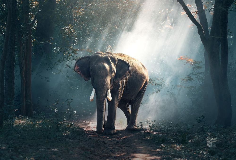 Elephant walking through a misty forest lit by shafts of sunlight